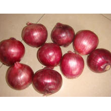 Frische rote Zwiebel zum Exportieren (3-5cm)